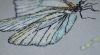 DSC_3444.thumb.JPG.827296c06c22d61562fb41287785eff9.JPG