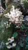 IMG-20191025-WA0001.thumb.jpg.5549ce8da405c039764e4506487c6f88.jpg