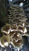 IMG-20191025-WA0002.thumb.jpg.5878fd0a447fd251eadd2eb2c30fcf63.jpg