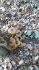 IMG-20191101-WA0000.thumb.jpg.23b3434e3ee9a8c2c6e9df5de0e03a80.jpg