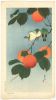 Soseki_Komori-No_Series-White_eyes_and_persimmon-00029397-060326-F06.thumb.jpg.59b0e4e925993aaa40311c11ffe827b3.jpg