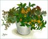 sakuhin_10.thumb.jpg.94aec3e89f395aa8a109655e6209a88b.jpg