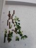 2.thumb.jpg.8de7a2a00e8171bc5205cded1a9ef760.jpg