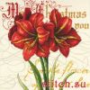 Dimensions 09148, Elegant Amaryllis