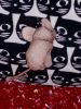 3.thumb.JPG.43d40a4c90bbfbfce6a8e1b325b20ab6.JPG