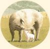 Heritage 449, Pig Tales
