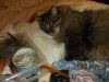 DSCF3367.thumb.JPG.1afd56af9dfe3e3b43534e6af1ef6266.JPG