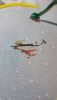 DSC_1674.thumb.JPG.6040ecff22cf4217c581e307732bddcb.JPG