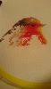 DSC_2681.thumb.JPG.a71923e5f12a8ff89c639e714781ea75.JPG