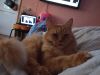 IMG-20191214-WA0000.thumb.jpg.73fed278a276fc5181df210d4bf813b6.jpg