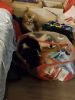 IMG_20191129_210038.thumb.jpg.acf9d23aa9cb743ecb7f5c34b4c8249f.jpg