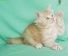 Tabasco_9-13.thumb.jpg.9032b4ee3cd21689443fa6da8885f6d4.jpg