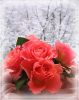u_fdc8eba0b4979fd71538a55304ba5d94_800.thumb.jpg.05392d8ea90045152657f3ccee816397.jpg