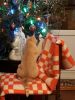 20171227_195207.thumb.jpg.99c5970e1d66f331fdd3de4abd72b5e3.jpg