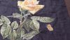 20200130_180809.thumb.jpg.05279562e2c0ecceec7fc38fa073d83c.jpg