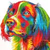 Joy Sunday 3624, Rainbow dog