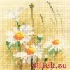 Heritage 905, Mini Daisies