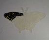 Butterfly11-1.JPG.29f9fa6dc7b8d333e5cd787cb2c7e5e6.jpg