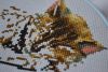 DSC_7190.JPG.4b85fed0bb3d2e6b63ae621c564fcac3.thumb.jpg.ec9e65bafe2e0a7687db4bbf80293b13.jpg