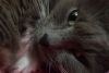 DSC_9642.thumb.JPG.69bb15708c395de2d24ddb59cbd4e6d6.JPG