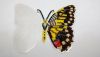 IMG_20200109_051158.thumb.jpg.c31fd58a238c67763861aad862a253f4.jpg