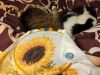 IMG_20200129_031103.thumb.jpg.ee26939715f72059ec3ad275a898226e.jpg
