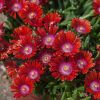 delosperma_sundella_red_1.thumb.jpg.57740652f4fbc700db7bb8262db1e34e.jpg