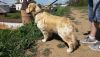 20190511_130850.thumb.jpg.af061839745706da5c1e7c674db0a680.jpg