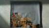 DSC07965.thumb.JPG.16b502983142b586e6e3b37d455ce380.JPG