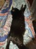 DSCF3497.thumb.JPG.ed46de175222d3ed6c9d9bacb4a5f5c4.JPG
