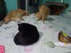 IMG_20200123_110933.thumb.jpg.3bb48ac89af349bb89814ebede649fa8.jpg