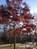 IMG_20200126_142428.thumb.jpg.907eba4ed9685c3da7ffc7f9ed81f4b5.jpg