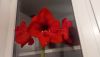 IMG_20200203_195807.thumb.jpg.b19295dc5f5339f3af233c24e4c43bf0.jpg