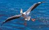 pelican-2859588_1280.thumb.jpg.ef7c9f58414bc54f6b5c49f79222460c.jpg