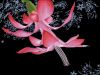1635988367_Aikimari_ChristmasCactus2_B.jpg.a4ba92618f7b257feefc4cb74a2cb1f1.thumb.jpg.fe0778aaae8db7e1f65821dc75365c16.jpg