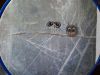 20200315_133300.thumb.jpg.9b9b7669928ac81af1e63b1b50c4c635.jpg