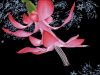 Aikimari_Christmas Cactus2_B.jpg