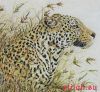 Anchor 01065, Леопард (Leopard Safari)