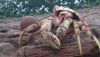 DSC_0099.thumb.JPG.4c7542690458fc9116e1d14312640d2b.JPG