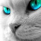 andreykhayko1982@mail.ru