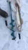 IMG-20200319-WA0004.thumb.jpg.934e9aae134b98d77eda6aebff707f24.jpg