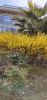 IMG_20200323_120459.thumb.jpg.cb3f5acd2f739307ca3387a270115f1e.jpg