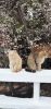 IMG_20200323_175852.thumb.jpg.aac1d806918f69c43e195ff6f0007811.jpg