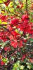 IMG_20200325_154411.thumb.jpg.e7a16c23cb0877de69310b0416127ae8.jpg