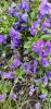 IMG_20200326_173813.thumb.jpg.b820293f2f058d3803f19885491a41a8.jpg