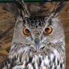image.thumb.png.58fdd3468c834b180c4d0a9609682233.png