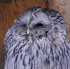 image.thumb.png.8ef2500c710c300ce57db437fc4e2acd.png