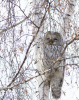 image.thumb.png.f883b6635a3fcd2f801d95c33e2f3cbd.png