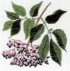 Gerda Bengtsson 30-5072, Almindelig hyld