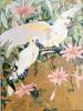 Dimensions 01425,﻿ Crested Cockatoos